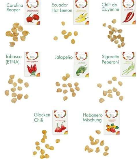 Ilustrácia rôznych druhov obilnín a olejnatých semien pestovaných v Európe.