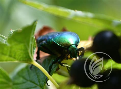 Ilustračná fotografia hydiny na zelenej tráve