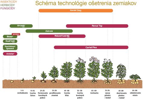 schéma predklíčenia zemiakov