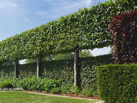 Kompozícia z rôznych druhov stromov v nádobách na terase