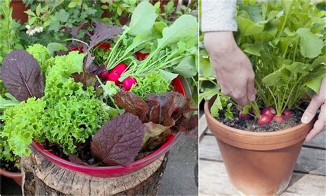 Zelenina pestovaná v kvetináčoch na balkóne