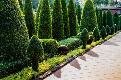 Rýchlorastúce stromy Paulownie v plantáži