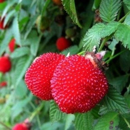 Plody malinojahody na kríku