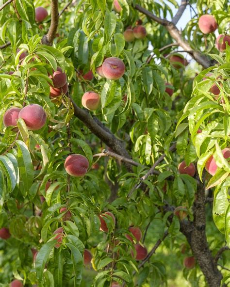 Botanická ilustrácia stromu broskyne obyčajnej s detailom kvetov, listov a plstnatého plodu s kôstkou
