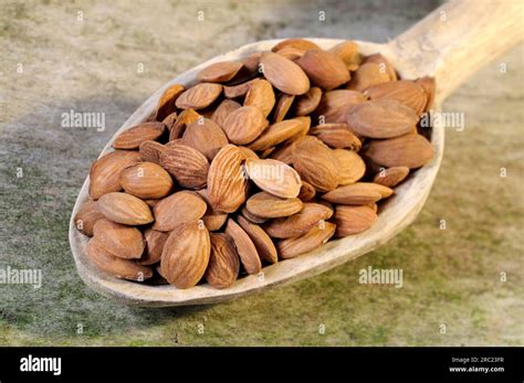 Schéma molekuly amygdalínu a vyobrazenie jadier broskyne (Semen persicae)