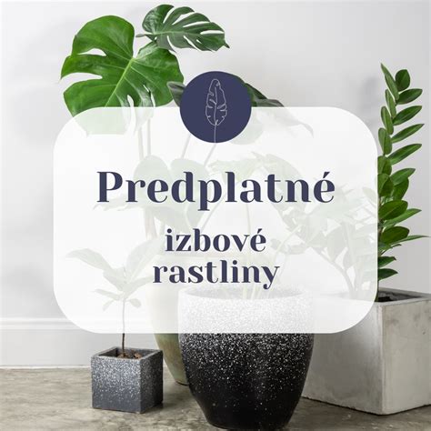 Infografika postupu presádzania rastliny do hydroponického média