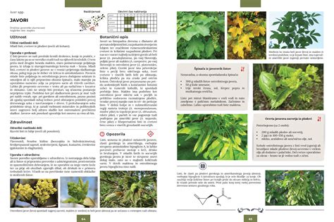 Schéma pôsobenia systémového herbicídu v rastline