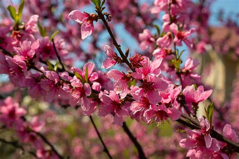 Tematické foto: kvitnúca broskyňa na jar