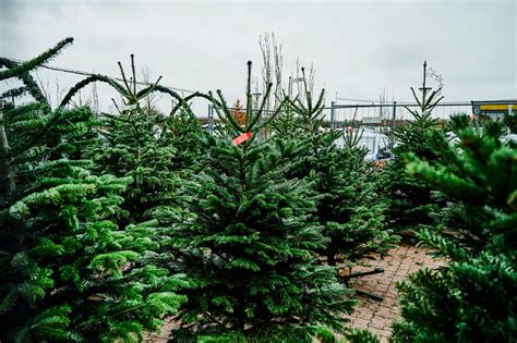 Detailný záber na intenzívne striebristo-modré ihličie smreka 'Hoopsii' v slnečnom svetle