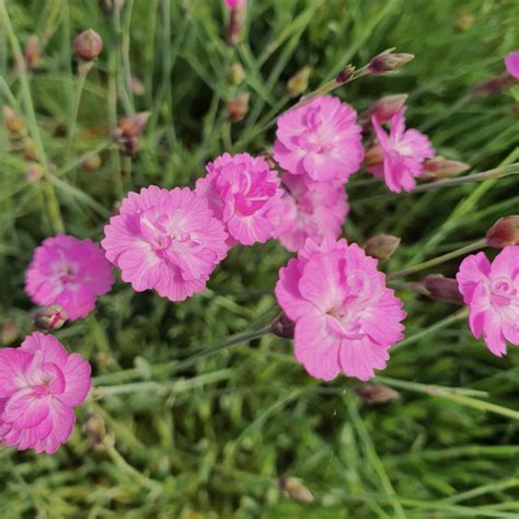 Detailná fotografia kvetu Dianthus gratianopolitanus 'Anett' s modrosivým lístím