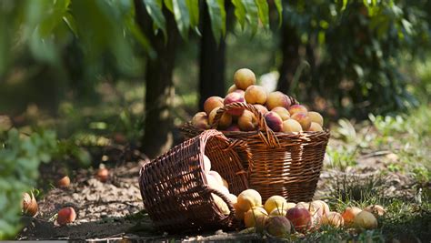Dobová ilustrácia ovocnej záhrady s rôznymi stromami a sušiarňou