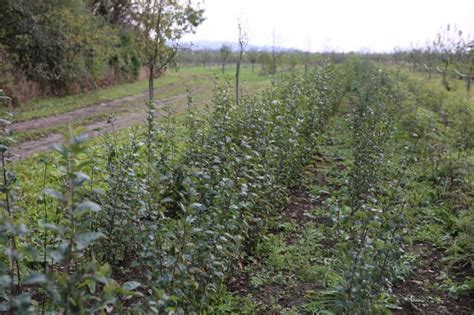 Dobový záber ovocnej škôlky s mladými stromčekmi