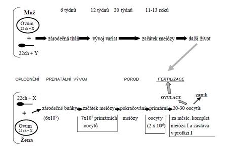 Schéma vývoja ovocinárskej produkcie a spracovania