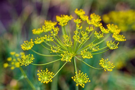 Tematické foto fenikla obyčajného v záhrade