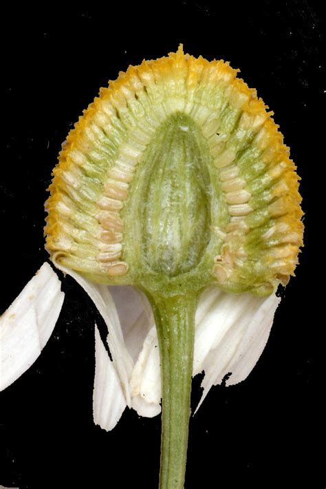 Detail kvetu fenikla a listov