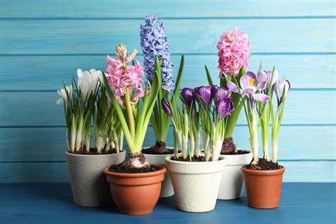 Hyacinty v kvetináčoch na balkóne