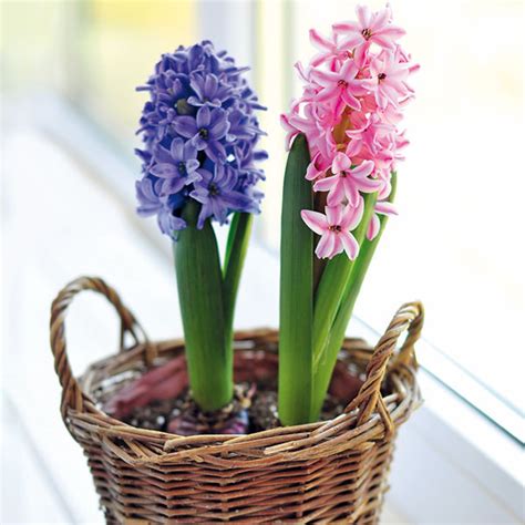 Hyacinty v kombinácii s inými jarnými kvetmi