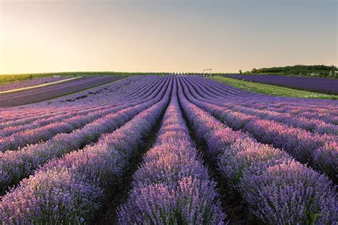 Schéma správnych rozostupov pri výsadbe levandule v rade a ako solitér