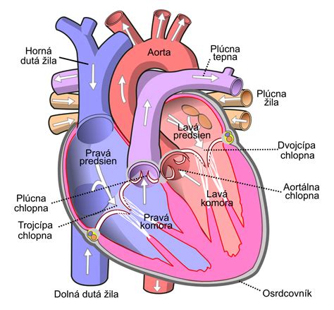 Infografika zobrazujúca pozitívny vplyv cesnaku na srdce a krvný obeh