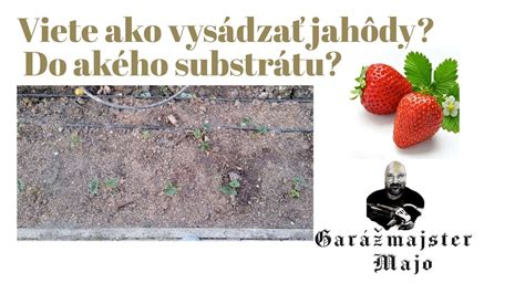 infografika zloženia kvalitného substrátu pre jahody