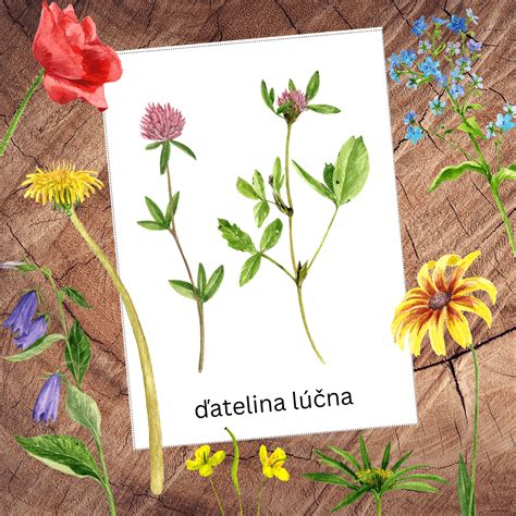 Ilustrácia rôznych odrôd pivoniek s detailným popisom ich kvetov a farieb.