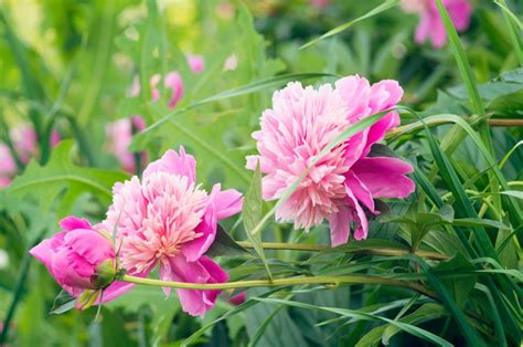 Infografika porovnávajúca bylinné a drevité pivonky z hľadiska výšky, starostlivosti a doby kvitnutia.