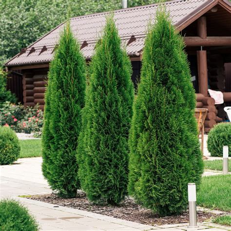 Ilustračná fotografia stromčeka Tuja Smaragd s typickou smaragdovo zelenou farbou a stĺpovitým tvarom.