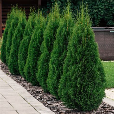 Detailný záber vetvičiek Tuja Smaragd s intenzívnou smaragdovo zelenou farbou.