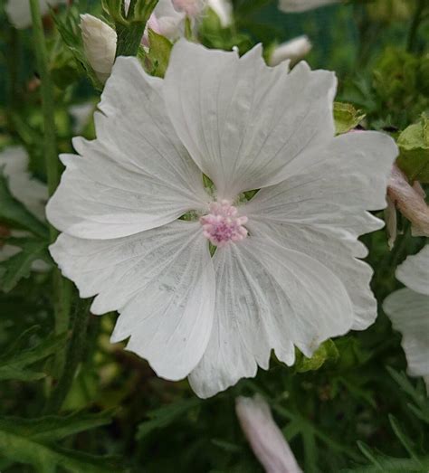 Záhon s Malva moschata 'Alba' v kombinácii s inými rastlinami