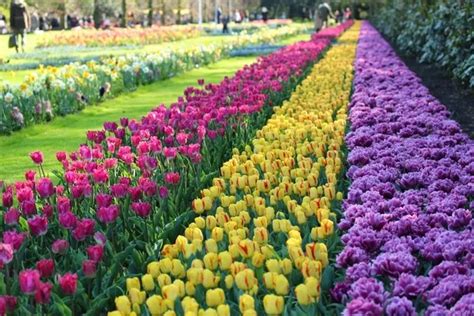 archív poľnoinfo.sk - Kvetinová burza v Holandsku.