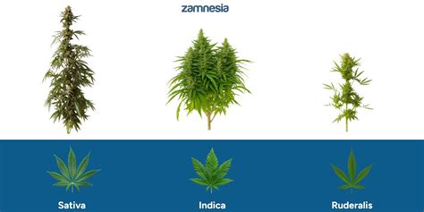 Tabuľka porovnávajúca odrody Indica, Sativa a Ruderalis s ohľadom na rast, účinky a dobu kvitnutia.