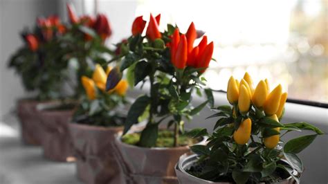 Ilustrácia rastliny chilli na slnečnom parapete