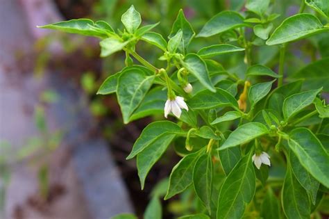 Detail kvety chilli papričky s jemným štetcom