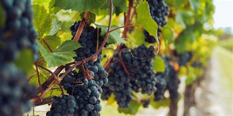 Zobrazenie čerstvého hrozna vedľa mrazeného hrozna pre porovnanie textúry