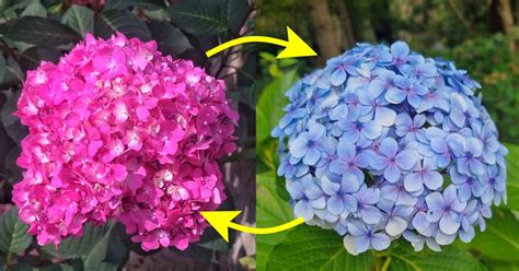 Schéma: pH a farba hortenzií (modrá vs. ružová)