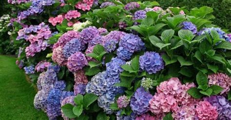 Rôznofarebné hortenzie v záhrade