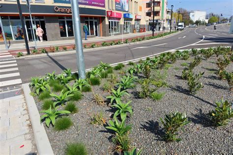 Ilustrácia výsadby betoniky lekárskej