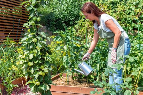 Infografika zobrazujúca najvhodnejší čas dňa na polievanie rastlín