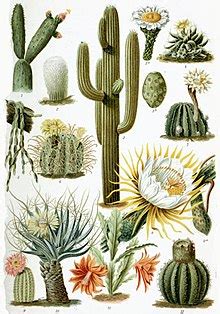 Schéma rozdelenia čeľade Cactaceae na podčeľade (Opuntioideae, Maihuenioideae, Pereskioideae, Cactoideae)
