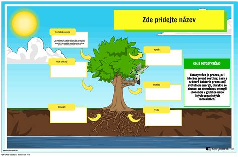 Infografika znázorňujúca metabolizmus kaktusu: nočná transpirácia verzus denná fotosyntéza