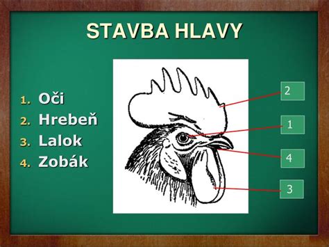 Schéma anatómie kury domácej so zvýraznením kľúčových znakov: hrebeň, lalok, zobák a končatiny.