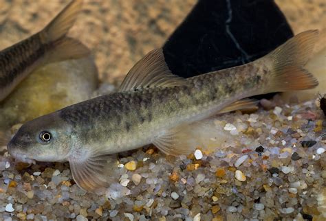 Ilustračná fotografia ryby Garra rufa s charakteristickým tvarom tela a úst.