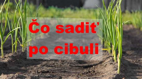 Schéma striedania plodín a následnej výsadby po zbere cibule a cesnaku