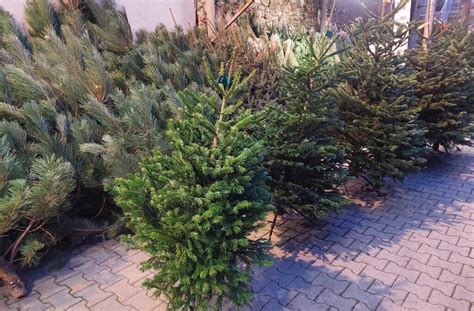 Koláž rôznych typov a veľkostí umelých vianočných stromčekov.