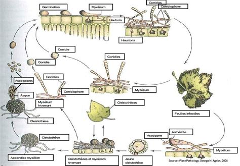Schéma životného cyklu huby Erysiphe necator (prezimovanie, uvoľňovanie askospór, sekundárna infekcia listov a bobúľ)