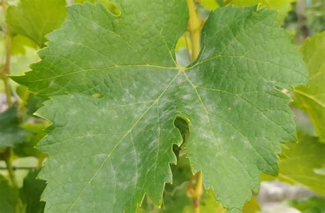 Detailná fotografia listu viniča s typickým bielym práškovitým povlakom múčnatky