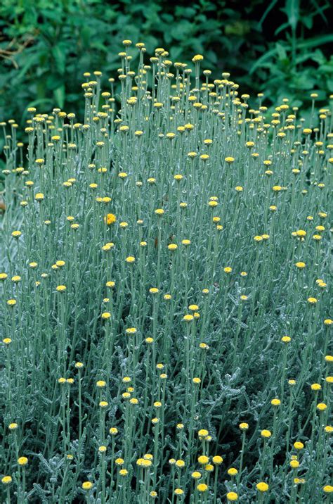 Detailný pohľad na striebristé listy a sýtožlté súkvetia kari bylinky (Helichrysum italicum)
