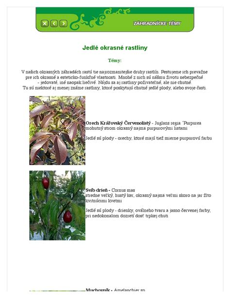 Tematická fotografia mladej jedle normandskej v záhrade