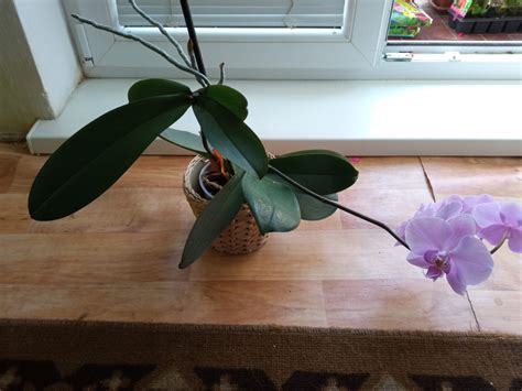 ilustračné foto: orchidea s keiki na kvetnej stonke