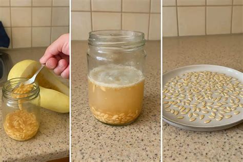 Schéma prípravy kelímka s drenážnymi otvorm a správnym umiestnením semienka uhoriek